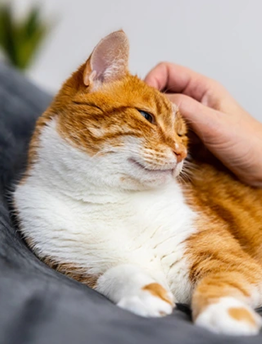 Rescued Cat