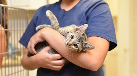 Cat in arms
