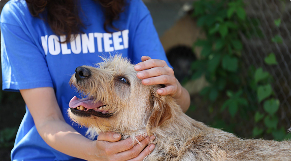 Volunteer petting dog