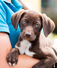 Rescued puppy