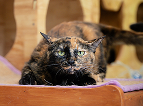 Become an Animal Sponsor