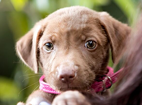 Adopt an Animal
