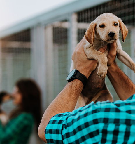 Rescued puppy being held