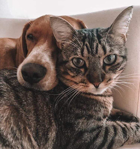 Dog and cat together