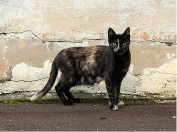 Street Cat Rescue Zanzibar