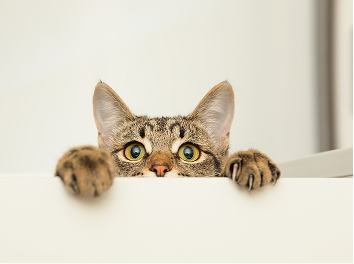 Cat looking over wall