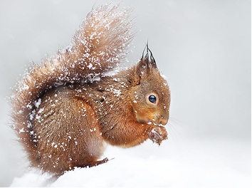 Red squirrel eating