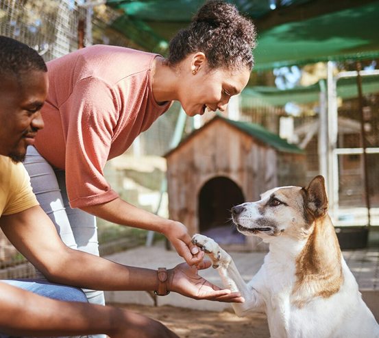Volunteers caring for dog at shelter