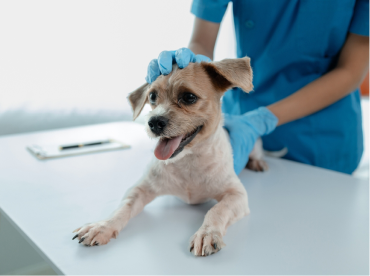 Animal Clinic Support