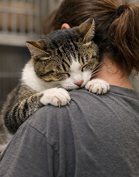 Cat sleeping on shoulder