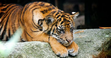 Rescued tiger resting