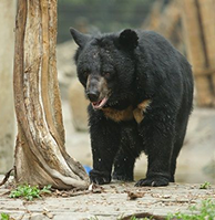 Black bear at sanctuary