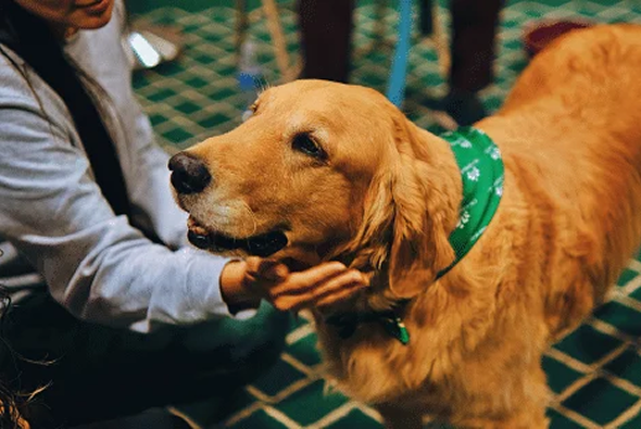 Golden Retriever being petted