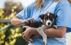 Volunteer holding puppy