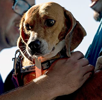 Beagle dog outdoors