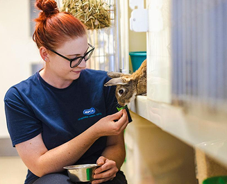 Volunteer feeding rabbit