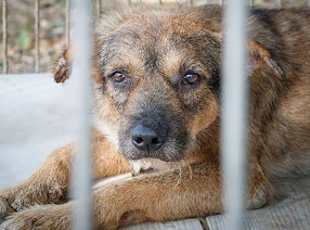 Report an Animal in Need