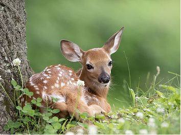 The federal government will continue to support the purchase of drones for fawn rescue in 2022.