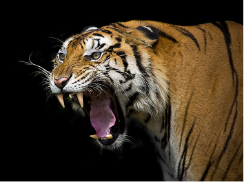 Predator feeding…