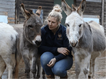 Cats & Donkeys of Mallorca
