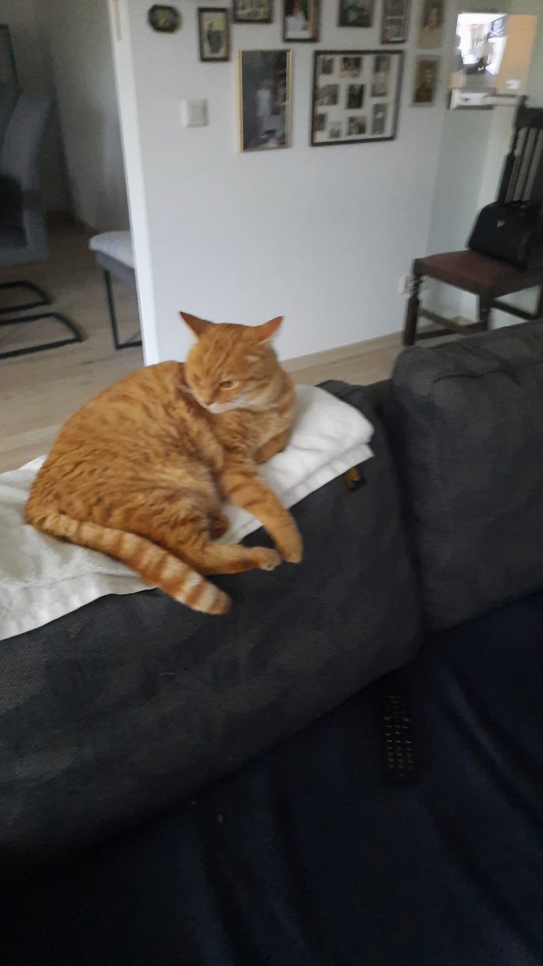 SeñorGato